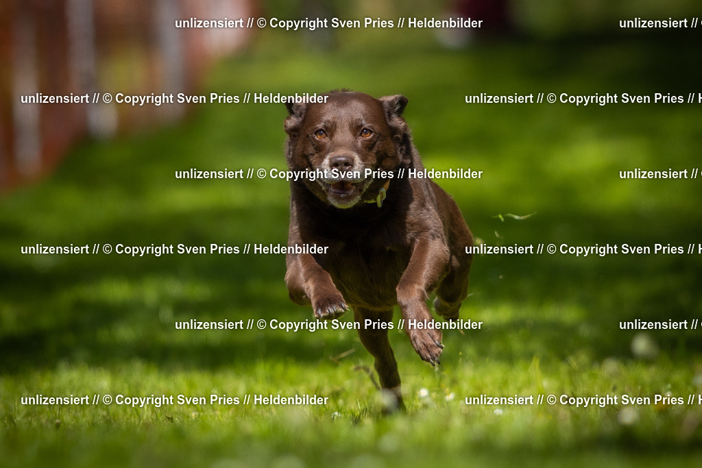 Hunderennen_April_2026_388 | 2026-04-26 - Hunderennen Baden-Oos April 2026 - Realisiert mit Pictrs.com