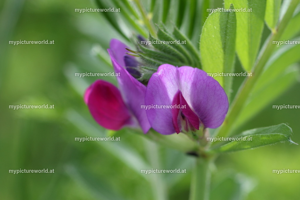 Wilde Erbse-001 | Das Bilderarchiv über Tiere, Planzen und Landschaften. In der Bilddatenbank finden Sie ein große Auswahl an hochwertigen Bilder für Ihre Werbung - Realized with Pictrs.com