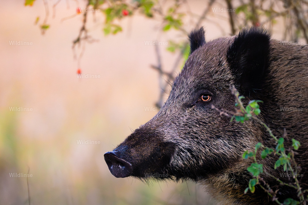 Wildlinse-250928-2 | Willkommen bei Wildlinse. Wildtierfotografien aus Schleswig-Holstein: Entdecke einzigartige Fine-Art-Prints und Poster, die Ruhe, Wildnis und die Schönheit unserer heimischen Tierwelt in dein Zuhause bringen. - Realisiert mit Pictrs.com