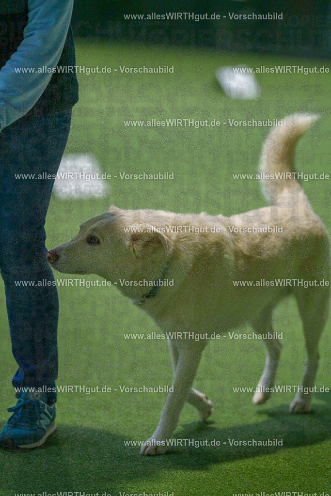 7R507875 | Professionelle Tierfotografie in Mönchengladbach von Daniel Wirth (allesWIRTHgut). Liebevolle & natürliche Bilder von Hunden & Katzen für unvergessliche Erinnerungen.