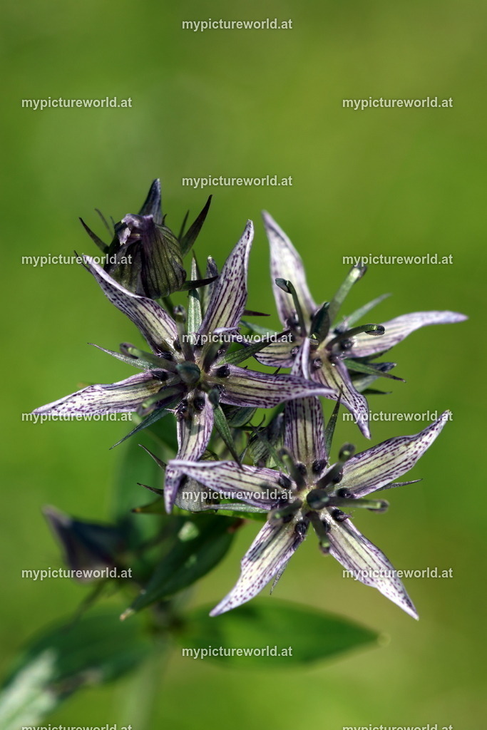 Sumpfenzian-002 | Das Bilderarchiv über Tiere, Planzen und Landschaften. In der Bilddatenbank finden Sie ein große Auswahl an hochwertigen Bilder für Ihre Werbung - Realized with Pictrs.com