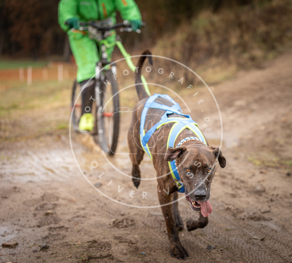 DV3A9538 | Hundefotografie, Tierfotograf, Pfotenfotografie, Fotoshooting Hund, Hunde Portrait, Hundesport, Hundeportraits, Heideshooting, Hunde, Sportfotograf, Hundefotograf, Turnierhundsport, THS,  - Realisiert mit Pictrs.com