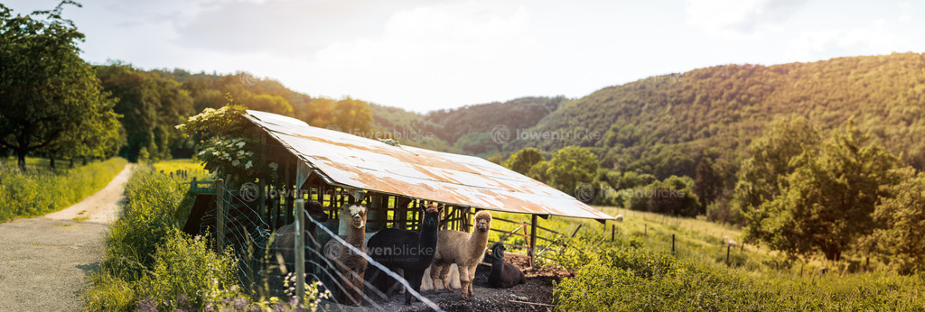 Alpakas im Autal | löwenblicke | shop