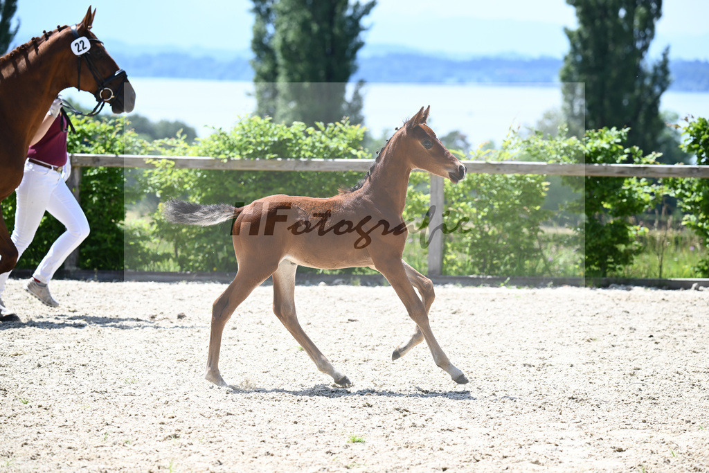 Glamourdale x Fuerst Fernando_HF_Markl_19240604 | hf-fotografie - Realisiert mit Pictrs.com
