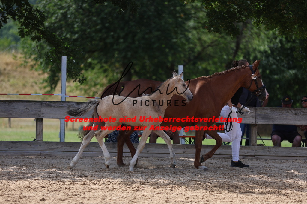 Fohlenschau_Schwäbisch_Hall_Ponys_KN 45_13 | lmwpictures - Realisiert mit Pictrs.com