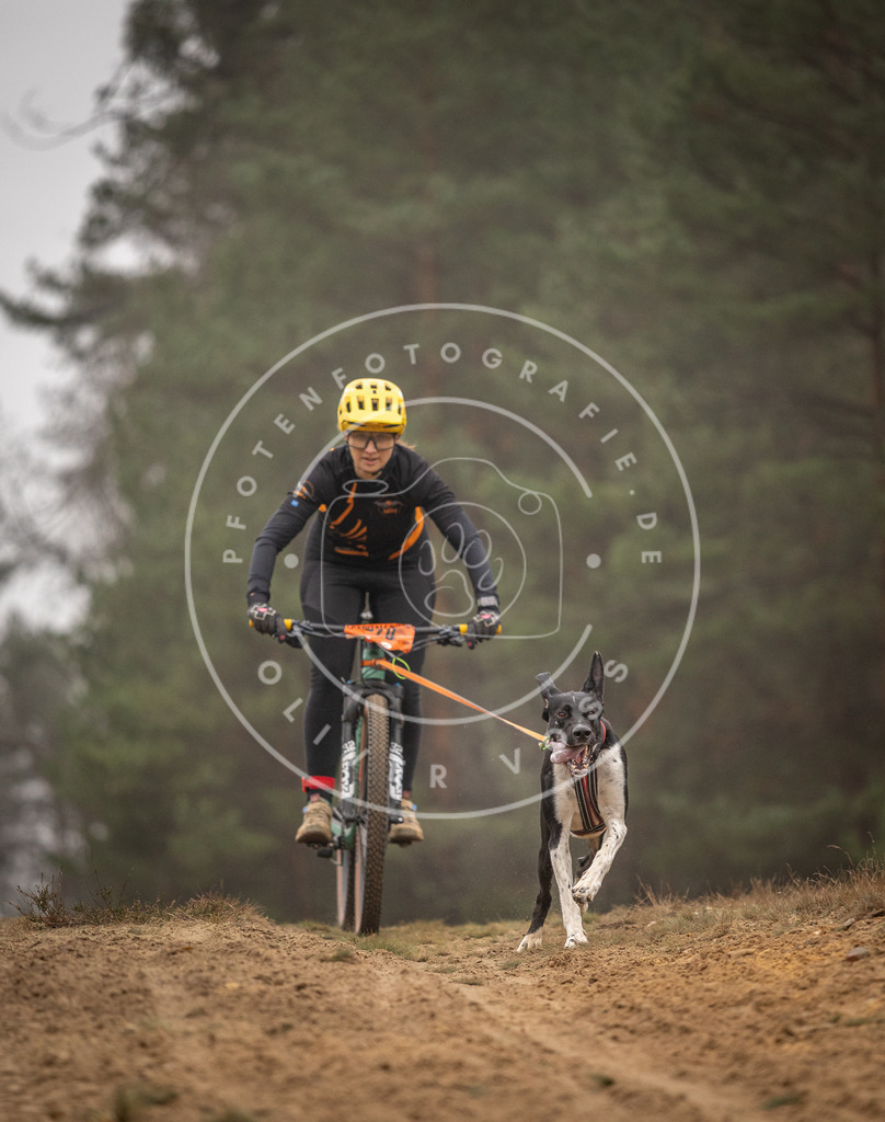 Pfotenfotografie_DV3A2564 | Hundefotografie, Tierfotograf, Pfotenfotografie, Fotoshooting Hund, Hunde Portrait, Hundesport, Hundeportraits, Heideshooting, Hunde, Sportfotograf, Hundefotograf, Turnierhundsport, THS,  - Realisiert mit Pictrs.com