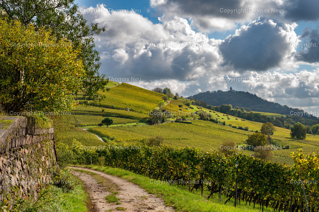 DSC_6985 | Weinberge zwischen Bensheim und Heppenheim, Herbststimmung ,Weinberge, Landschaftsfotografie,, Bild: Thomas Neu