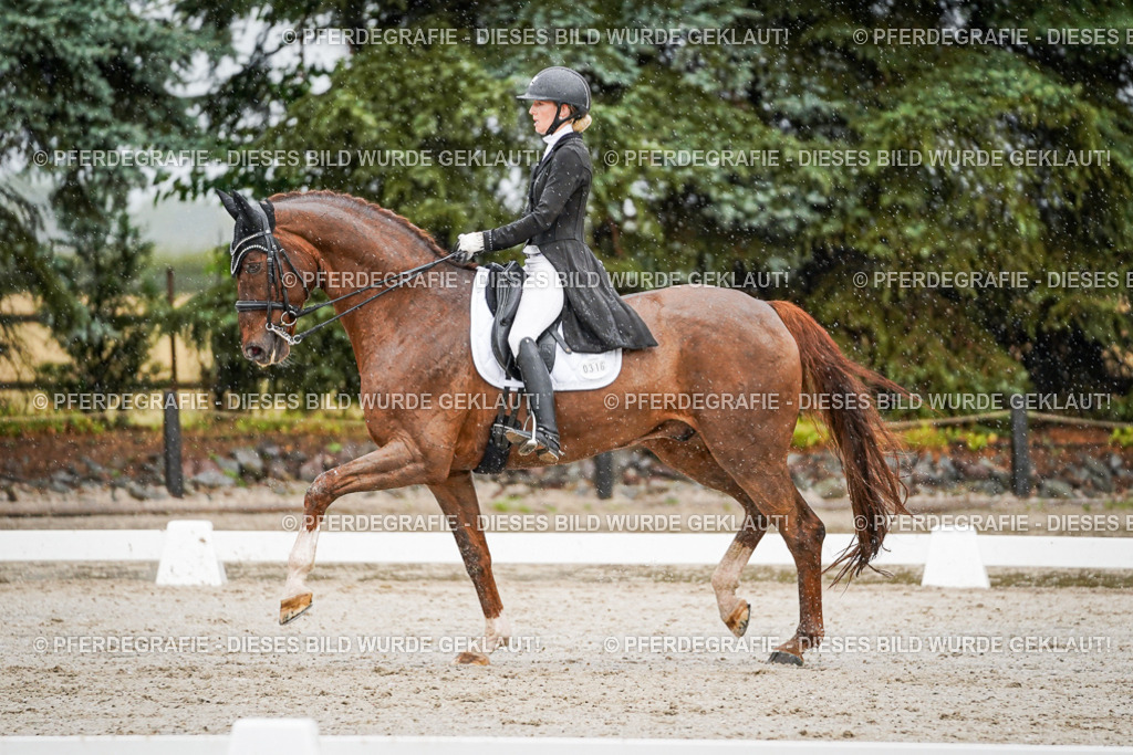 DSC09264 | Pferdegrafie