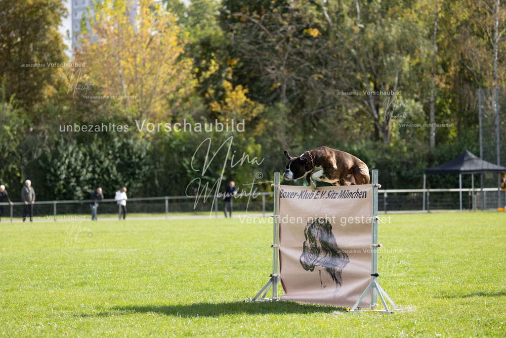 _16A6896 | Einzigartige Fotos von Hunden & Menschen –Actionfotos, Portraits, Vereinsaufnahmen & Paarshootings – authentisch, lebendig & mit Herz.