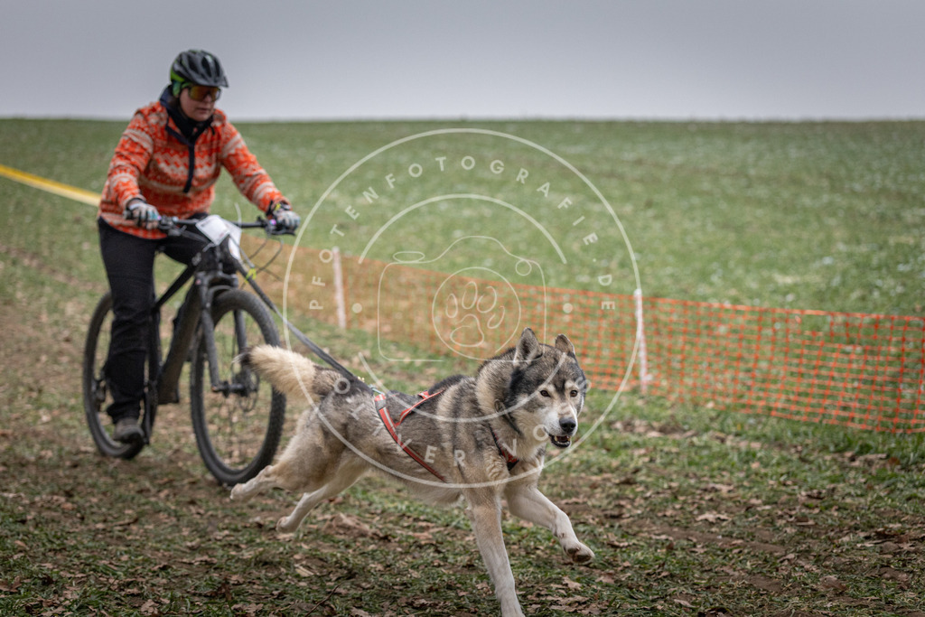Pfotenfotografie_DV3A1261 | Hundefotografie, Tierfotograf, Pfotenfotografie, Fotoshooting Hund, Hunde Portrait, Hundesport, Hundeportraits, Heideshooting, Hunde, Sportfotograf, Hundefotograf, Turnierhundsport, THS,  - Realisiert mit Pictrs.com