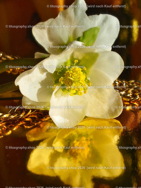 titusgraphy_P2244320-vz-ln | titusgraphy-shop: Geschenkideen mit Qualitätsfotos. titusgraphy-shop: gift ideas with quality photos. titusgraphy-shop: idées cadeaux avec photos de qualité.  - Realisiert mit Pictrs.com