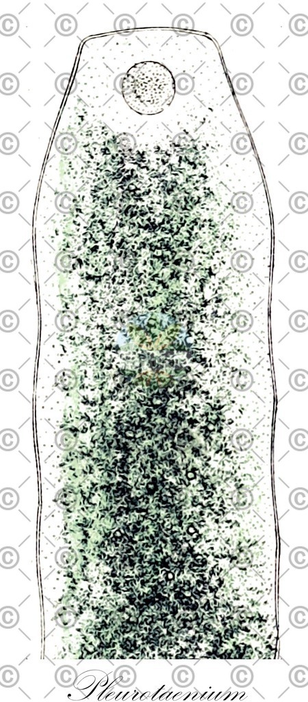 HistAbb_wfo-0000277398_1_ENZY_Simple | Historische Abbildung von Pleurotaenium - Desmidiaceae (0) | Historical Illustration of Pleurotaenium - Desmidiaceae (0)