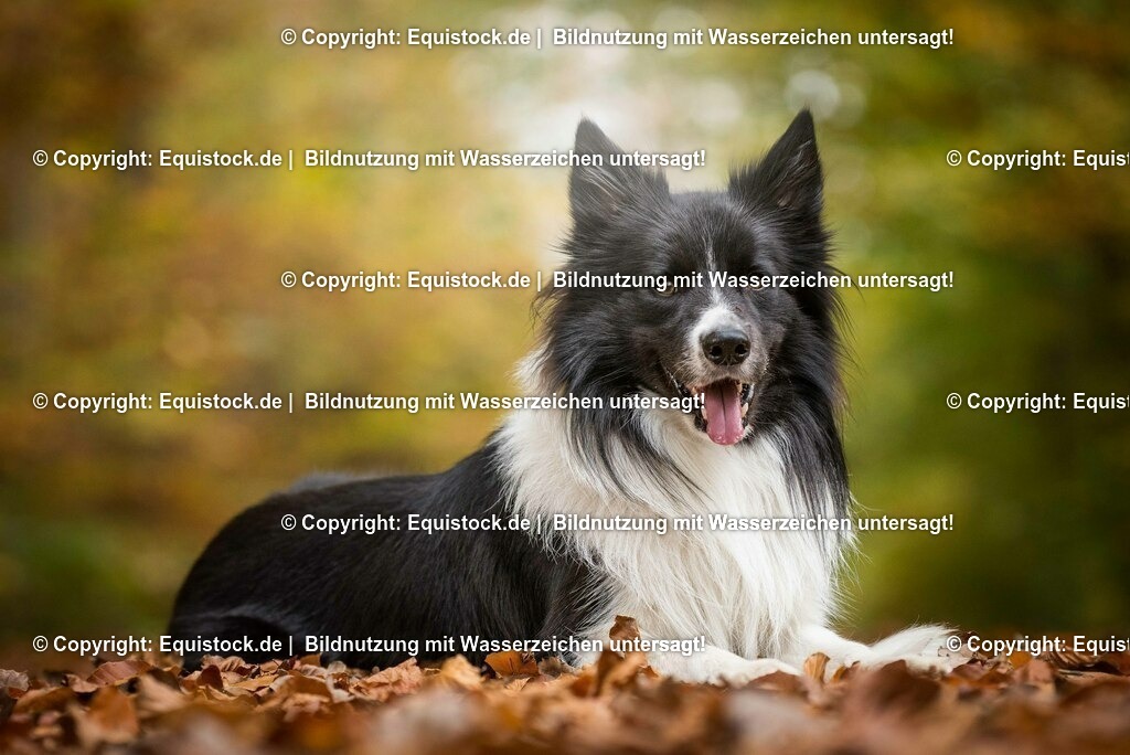 20171020_Hund_0020 | Foto: Thomas Hartig