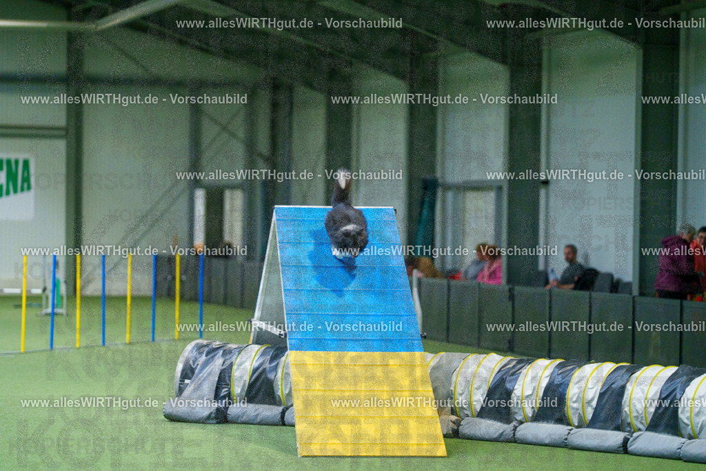 @allesWIRTHgut_Tierfotografie - www.allesWIRTHgut.de - 2604250840-7R507342 | Professionelle Tierfotografie in Mönchengladbach von Daniel Wirth (allesWIRTHgut). Liebevolle & natürliche Bilder von Hunden & Katzen für unvergessliche Erinnerungen.
