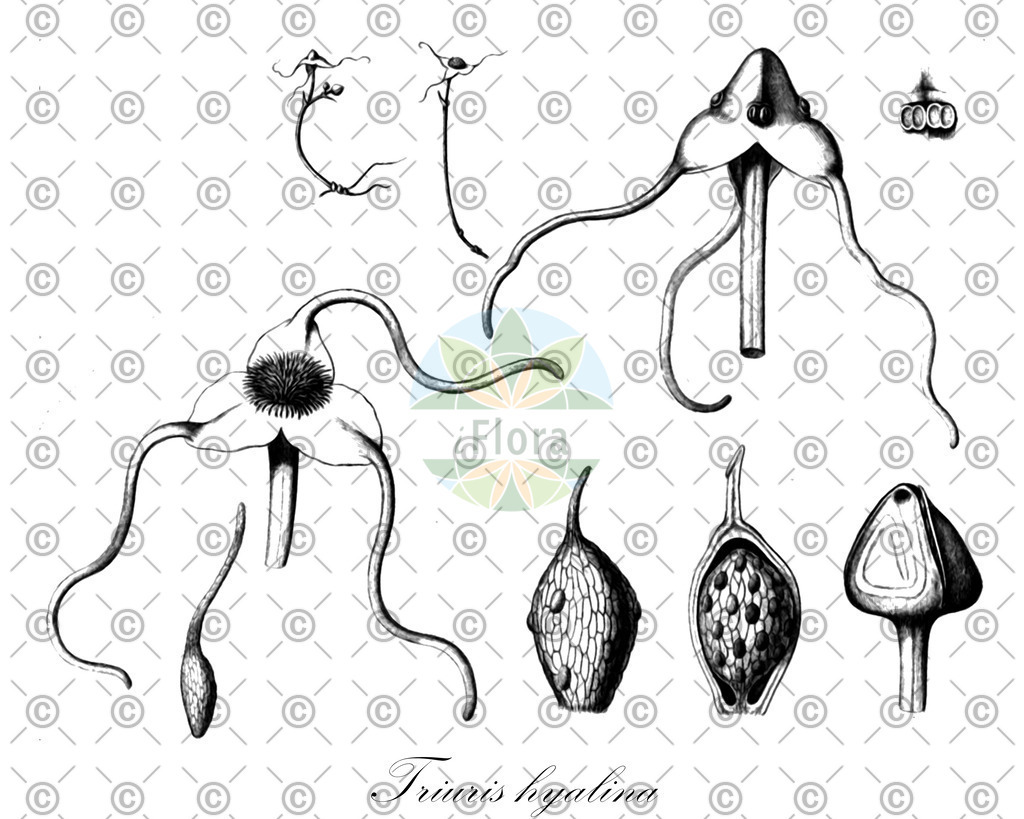 HistAbb_wfo-0000328674_1_ENZY_Simple | Historische Abbildung von Triuris hyalina - Triuridaceae | Historical Illustration of Triuris hyalina - Triuridaceae