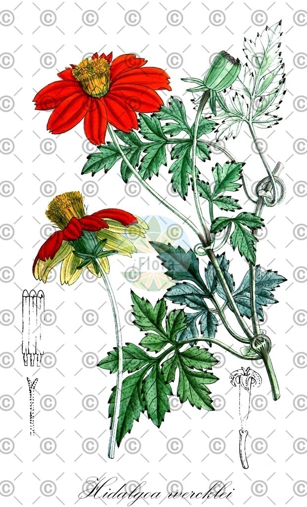 HistAbb_wfo-0000982271_1_ENZY_Simple | Historische Abbildung von Hidalgoa wercklei - Asteraceae | Historical Illustration of Hidalgoa wercklei - Asteraceae