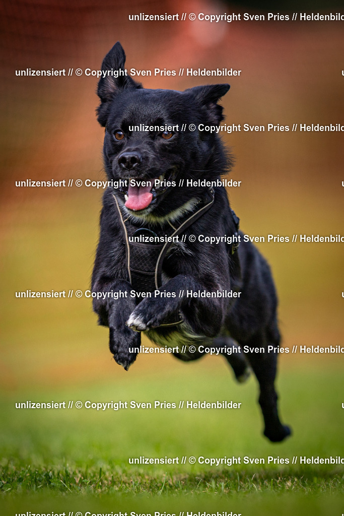 Sven Pries | 2024-09-22 - Hunderennen Baden-BadenPudelverein - Realisiert mit Pictrs.com