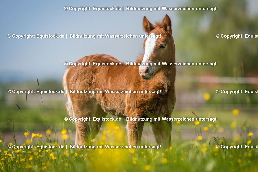 20160504_Fohlen_0050 | Foto: Thomas Hartig