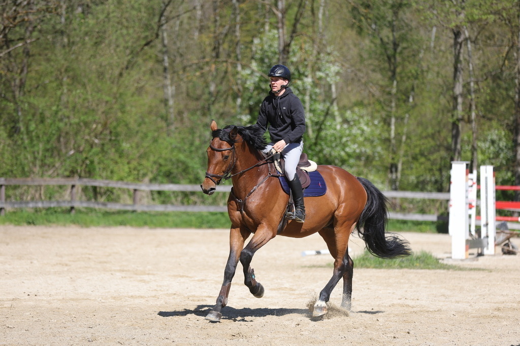 0P6A8133 | Willkommen bei Brunnmayr - Design & Fotografie – Ihrem Spezialisten für Reitturniere und Pferdeveranstaltungen in Oberösterreich, Salzburg und Bayern! Seit über 17 Jahren sind wir leidenschaftlich dabei.