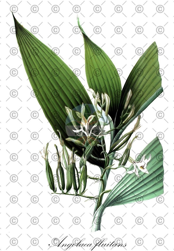 HistAbb_wfo-0000536542_37_ENZY_Simple | Historische Abbildung von Angolaea fluitans - Podostemaceae | Historical Illustration of Angolaea fluitans - Podostemaceae