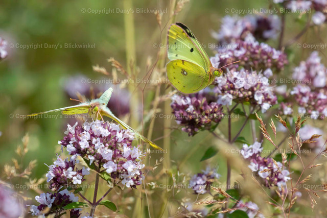 201818 | Tierfotografie, Tierkalender, Tierbilder, Insekten, Spinnen, Vögel, Schmetterling, Libellen, Leinwand, Colorkey, Qualität, Geschenkartikel, Geschenk - Realisiert mit Pictrs.com