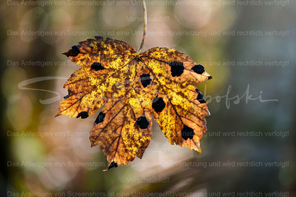 Wandbild Ahornblatt | People- und Tierfotografie, Imageaufnahmen, Veranstaltungsfotografie und Wandbilder aus der Natur ★ Made in Germany ✔️ Druck + Downloads ✔️ Naturfotografie in Top Qualität ★ schneller Versand, weltweite Lieferung! - Realisiert mit Pictrs.com