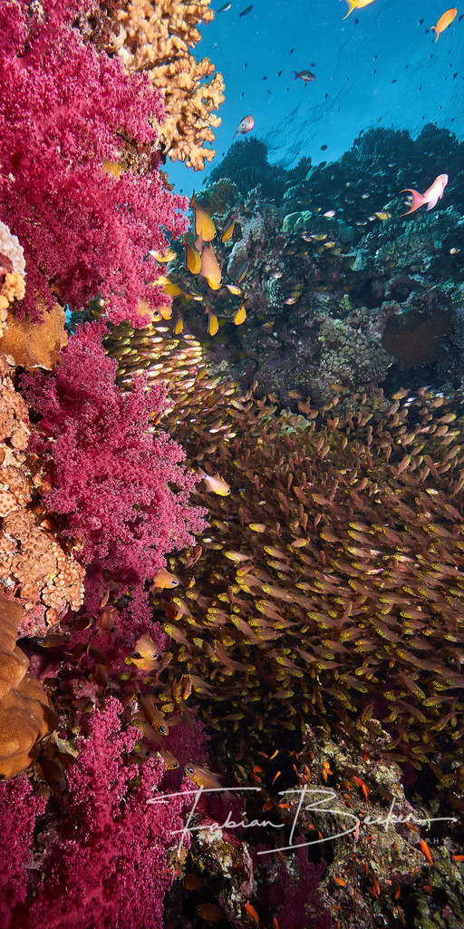 Pink _n_ Gold | Einzigartige Wandbilder von faszinierenden Unterwasserwelten. Exklusive Kunst für Empfangsbereiche, Wohnraum oder Wartezimmer. - Realisiert mit Pictrs.com