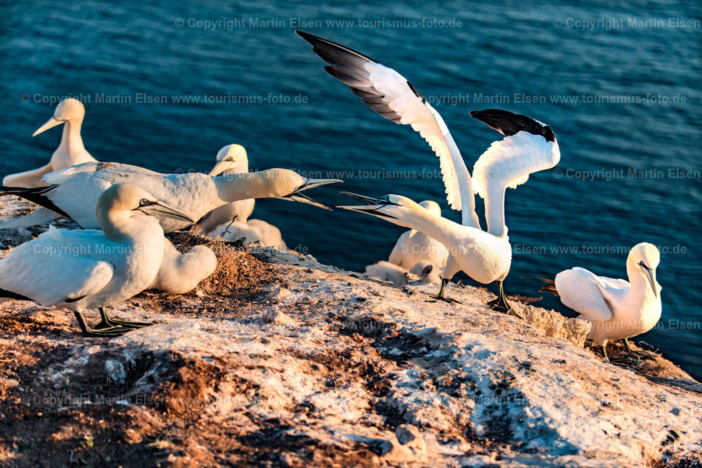 Helgoland Bastölpel_ELS_2472030818 | Helgoland - Aufnahmedatum: 31.07.2018, Aufnahmehöhe:  m, Koordinaten:  - , Bildgröße: 8256 x  5504 Pixel - Copyright 2018 by Martin Elsen, Kontakt: Tel.: +49 157 74581206, E-Mail: info@schoenes-foto.deSchlagwörter:Schleswig-Holstein,Landkreis Pinneberg,Düne,Hochseeinsel,Börteboote,Meer,Küste,Halunder,Oberland,Unterland,Strand,Seehunde,Robben,Lange Anna,Felsen,Roter Felsen,Luftbild,Luftbilder,Bastölpel - Realisiert mit Pictrs.com