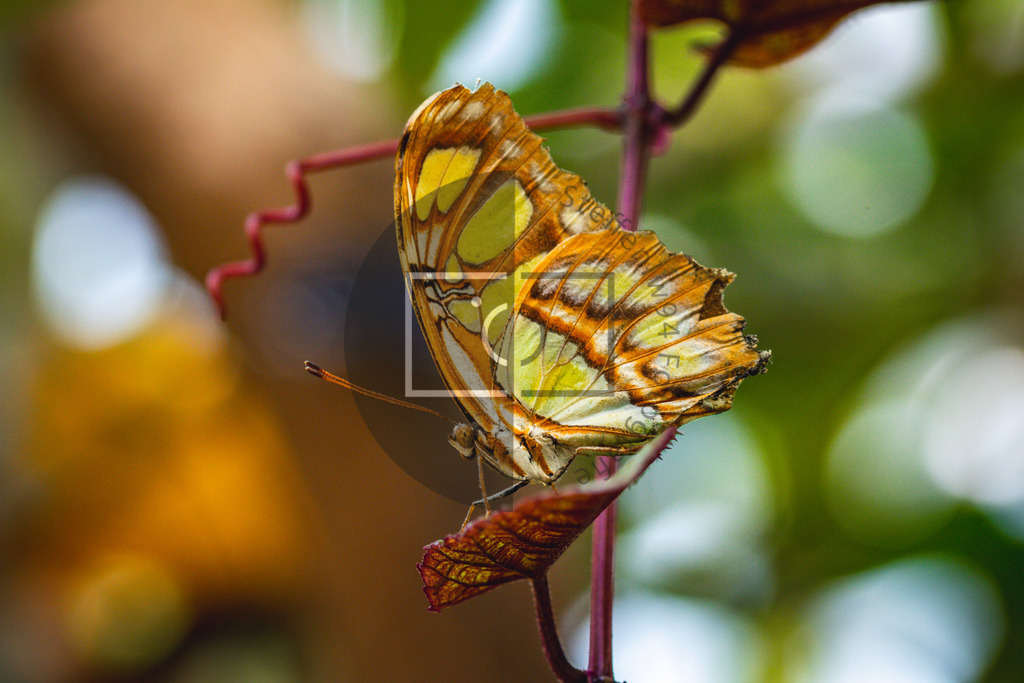 Wandbild Malachitfalter | Ich bin Fotograf und auf meiner Webseite hast du die Möglichkeit meine fotografie als Wandbilder druckfertig für dein Zuhause zu bestellten. - Realisiert mit Pictrs.com