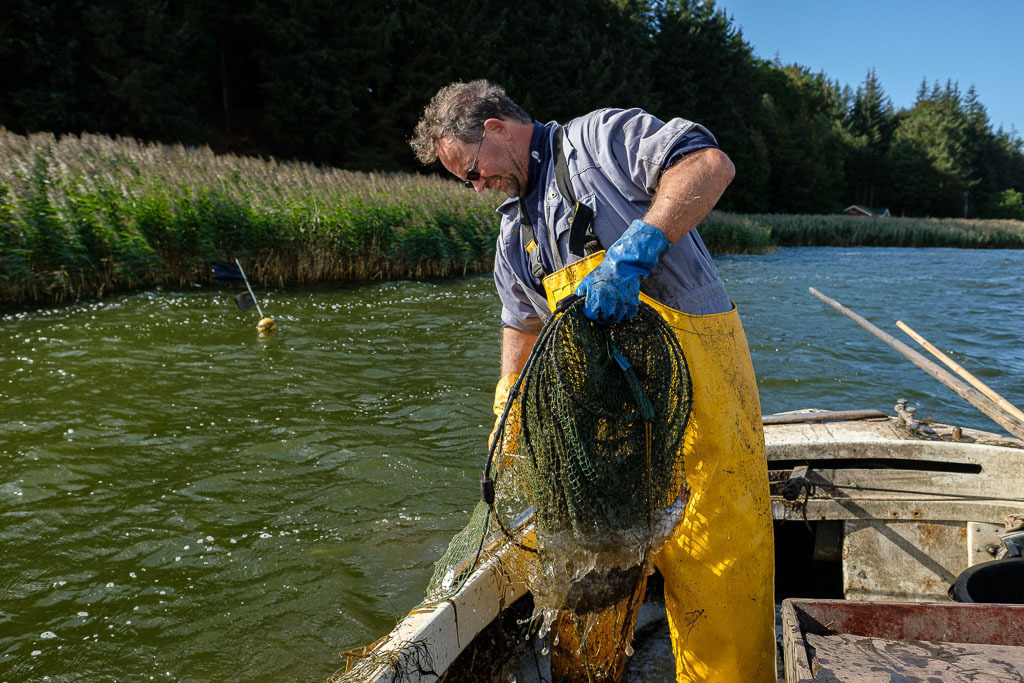 zeitenwende-farbe-03-12 | Matthias Nanz aus Schleswig ist einer der letzten Berufsfischer an der Schlei. Invasionen von Rippenquallen wie hier Im Spätsommer 2019 sind eine neue Herausforderung für ihn und seine Kollegen. Die Reusen sind mit Quallen verstopft. Der Fischfang kommt zum Erliegen. - Realisiert mit Pictrs.com