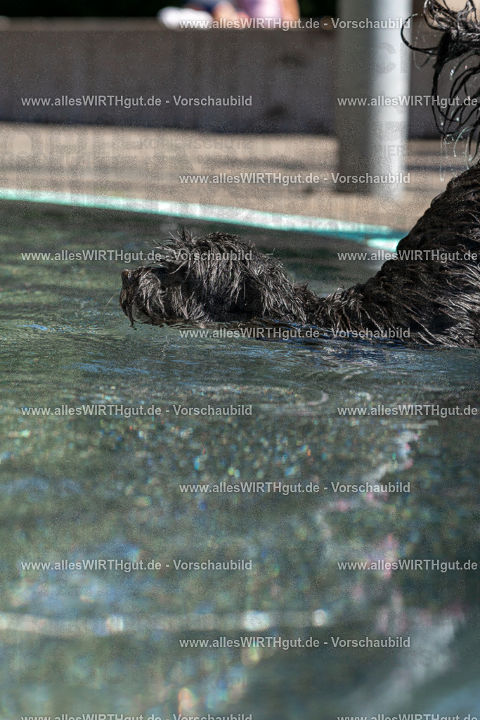 Hundeschwimmen_Volksbad_2026-allesWIRTHgut_Tierfotografie-2609061251-FAY06584 | Professionelle Tierfotografie in Mönchengladbach von Daniel Wirth (allesWIRTHgut). Liebevolle & natürliche Bilder von Hunden & Katzen für unvergessliche Erinnerungen.