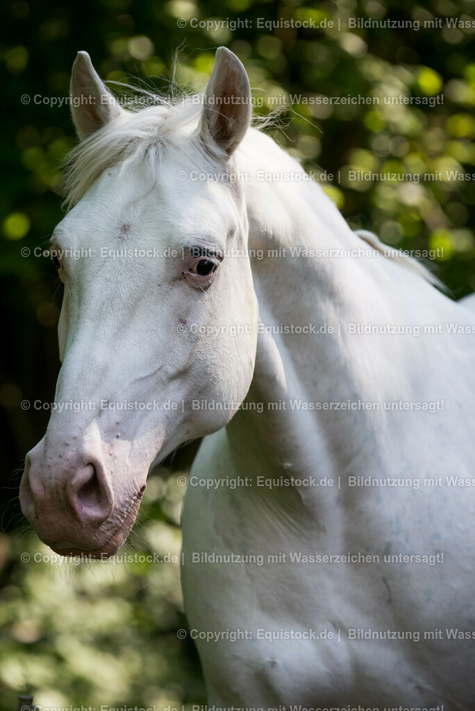 20150518_TOMsPiC_0148 | equistock