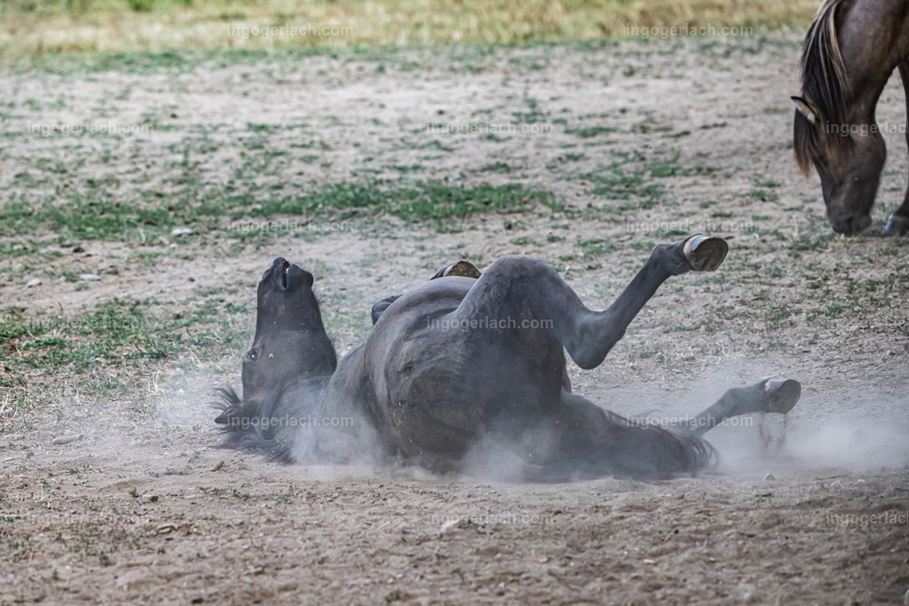 NZ9_9515 | Betzdorf(Deutschland Der deutsche Naturfotograf  Ingo Gerlach/69 aus Betzdorf in Deutschland war Anfang August 2022 auf dem Weg zu „seiner“ Herde mit Islandhengsten. Diese Herde mit rund 14 Hengsten fotografiert Gerlach bereits seit mehreren Jahren. Diesmal wollte der Naturfotograf schauen wie es den Hengsten geht. Es war der heißeste August seit Beginn der Wetteraufzeichnung. Das Thermometer zeigte an diesem Vormittag bereits 38 Grad an. Die Hitze würde sicherlich auch den Tieren zu schaffen machen. Als Gerlach an der sehr weiträumigen Weide ankam sah er schon die Staubwolken. Schnell positionierte er die Nikon Z9 mit dem Superzoom 180 bis 400mm und einschwenkbarem Konverter auf seinem Stativ. Schnell hatte er die ersten Bilder auf der Speicherkarte. Das Verhalten der Hengste war typisch für die Isländer. Sie wälzten sich im Staub um lästiges Ungeziefer los zu werden. Zudem kühlte die Staubschicht auf der Haut auch ein wenig. Obwohl reichlich Staub vorhanden war, kämpften die Hengste immer wieder um den besten und staubigsten Platz.  Dadurch das der Staub in die Höhe ging ergaben sich „herrliche Fotos. Als der Fotograf seine Bilder im Kasten hatte checkte er noch ob die Hengste auch genügend Wasser zur Verfügung hatten, Hatten sie. Ein Brunnen lieferte das lebensnotwendige Nass. 