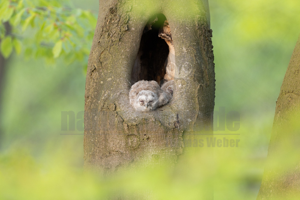R5NF8442-20230430 | Der Ruf dieser Eulenart ist unverkennbar. Vor allem zur Balzzeit im Herbst und Spätwinter hören wir den unheimlich anmutenden Gesang der Waldkauzmännchen (Strix aluco). Dank seines dichten und samtartigen Gefieders und seiner kammartigen Flügelspitzen kann er nahezu lautlos auf Jagd gehen. Immer auf der Suche nach seiner bevorzugten Beute – Mäusen. - Realisiert mit Pictrs.com