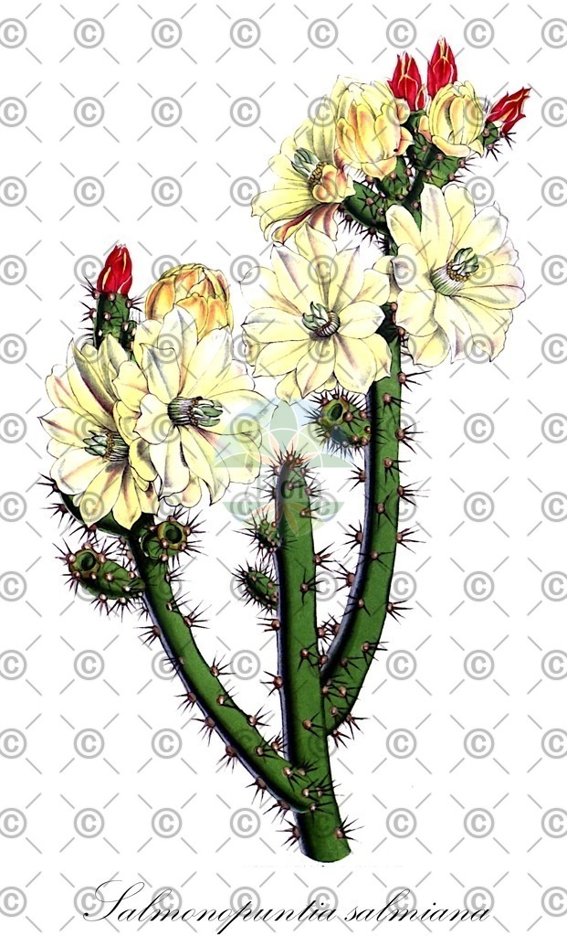 HistAbb_wfo-0000506104_1_ENZY_Simple | Historische Abbildung von Salmonopuntia salmiana - Cactaceae | Historical Illustration of Salmonopuntia salmiana - Cactaceae