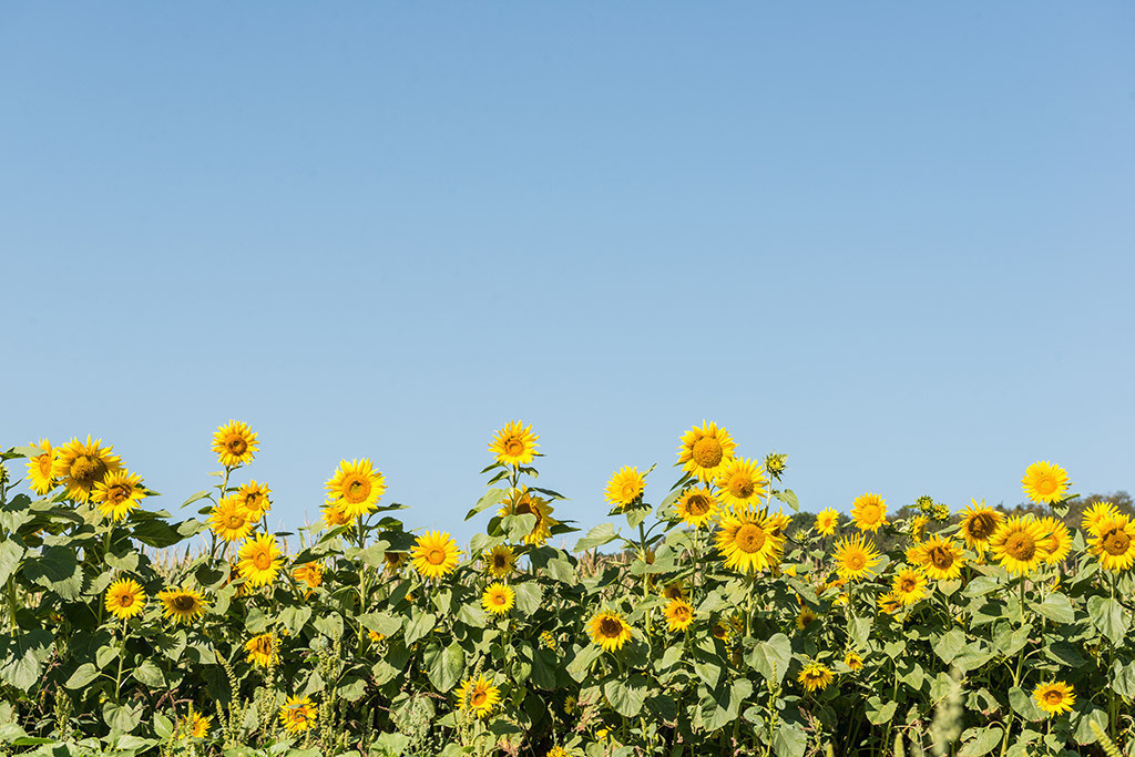 Sonnenblumenfeld | Fotos mit schönen Motiven aus der Region Basel. - Realisiert mit Pictrs.com