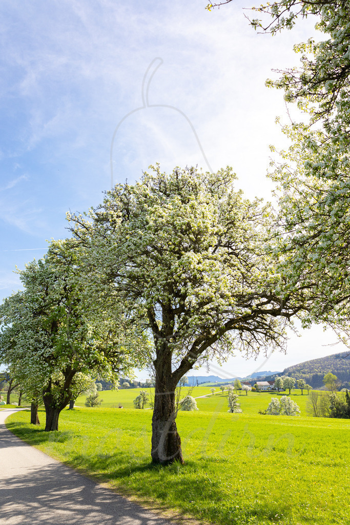 Birnbaumblüte an der Moststraße | Ihre Fotografin im Lungau, ihre Fotografin im Mostviertel, Wandbilder Onlineshop, Imagefotos für Ihr Unternehmen,  - Realisiert mit Pictrs.com