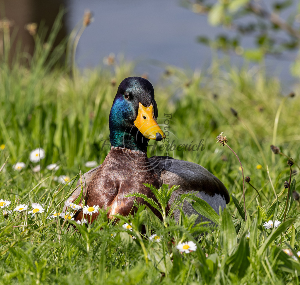 _X0A1155bea | Frank Herberich Fotografie, Frank Herberich, Fotografie, Hochzeit, Portrait, St. Peter Ording, Ording, Westerhever, Nordsee, Frank Fotografie, Hardheim,  Odenwald,Walldürn, Band,Eventfotografie - Realisiert mit Pictrs.com
