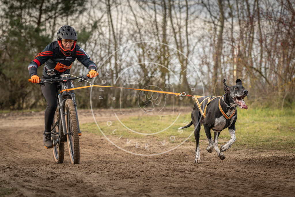 Pfotenfotografie_DV3A7214 | Hundefotografie, Tierfotograf, Pfotenfotografie, Fotoshooting Hund, Hunde Portrait, Hundesport, Hundeportraits, Heideshooting, Hunde, Sportfotograf, Hundefotograf, Turnierhundsport, THS,  - Realisiert mit Pictrs.com