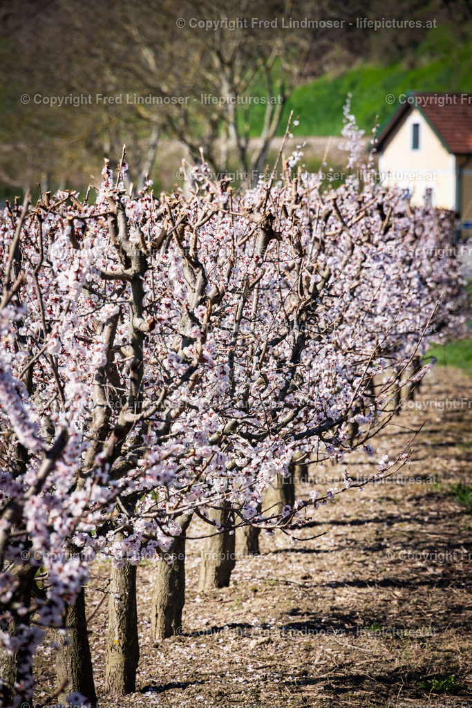 Wachau 04042025 _ Fred Lindmoser-6922 | Fotos und Fotoprodukte - Realisiert mit Pictrs.com
