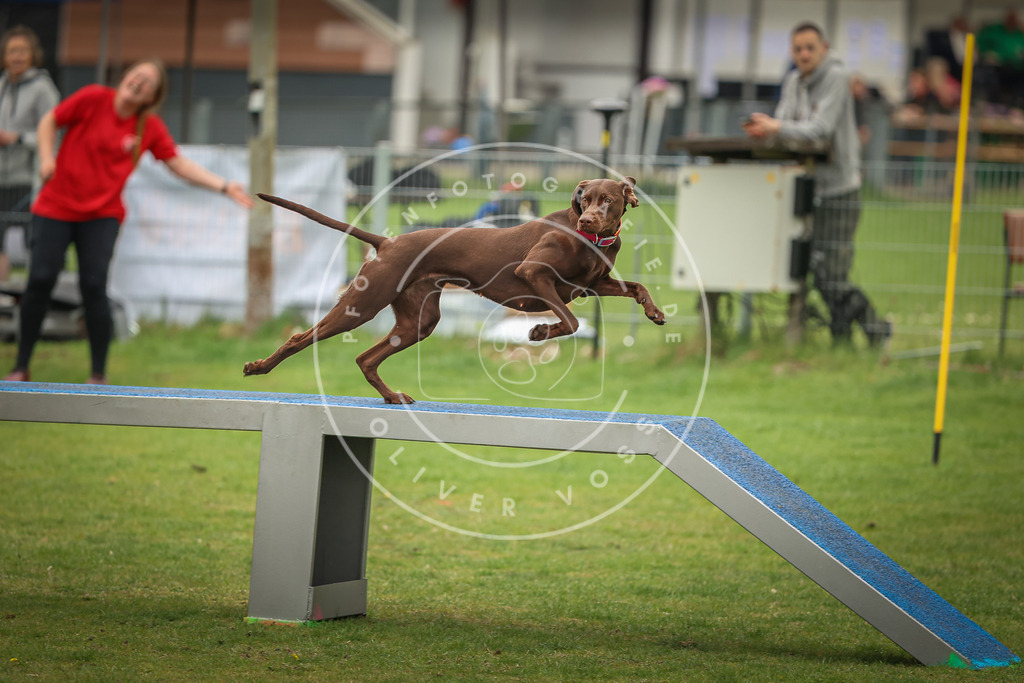 Pfotenfotografie_0L8A1955 | Hundefotografie, Tierfotograf, Pfotenfotografie, Fotoshooting Hund, Hunde Portrait, Hundesport, Hundeportraits, Heideshooting, Hunde, Sportfotograf, Hundefotograf, Turnierhundsport, THS,  - Realisiert mit Pictrs.com