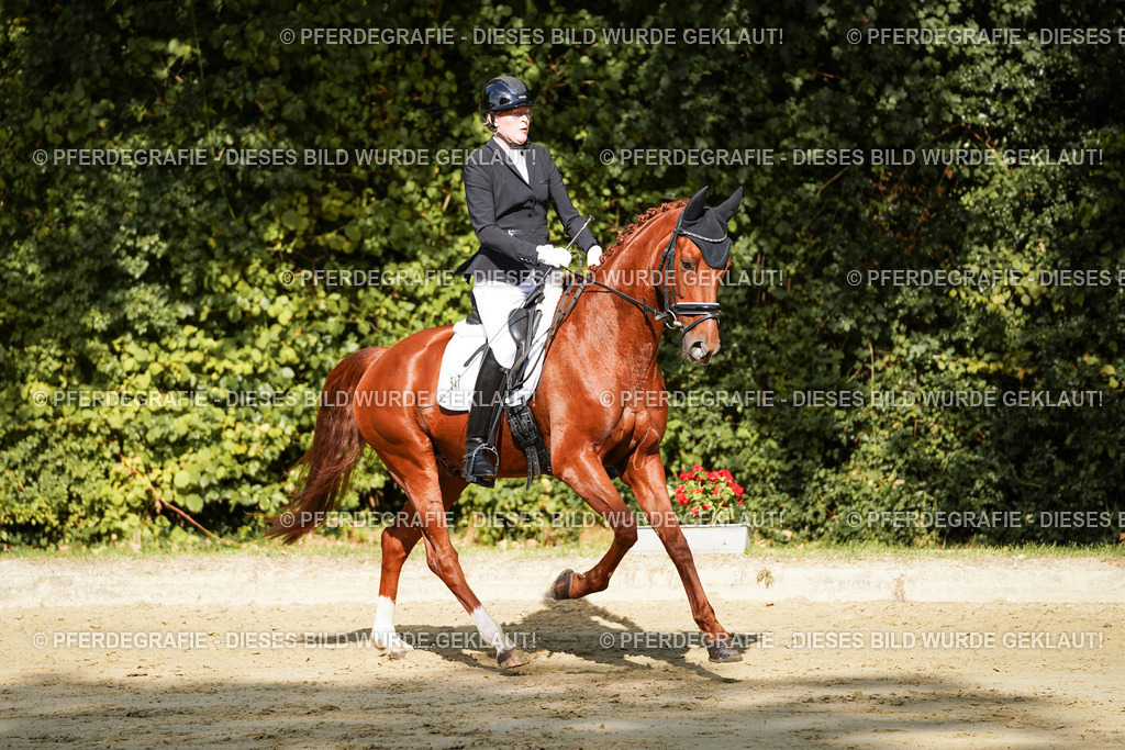 DSC08591 | Pferdegrafie