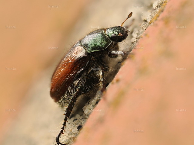 Gartenlaubkäfer (Phyllopertha horticola) | Der Gartenlaubkäfer (Phyllopertha horticola) ist ein 8–11 mm großer, metallisch grüner Laubkäfer mit braunen Flügeldecken. Er gehört zur Familie der Blatthornkäfer und ist ein häufiger Besucher in Gärten, wo die Larven an Graswurzeln fressen. –  – The Garden Chafer (Phyllopertha horticola) is an 8–11 mm metallic green beetle with brown elytra. It belongs to the scarab beetle family and is common in gardens, where its larvae feed on grass roots. - Realisiert mit Pictrs.com