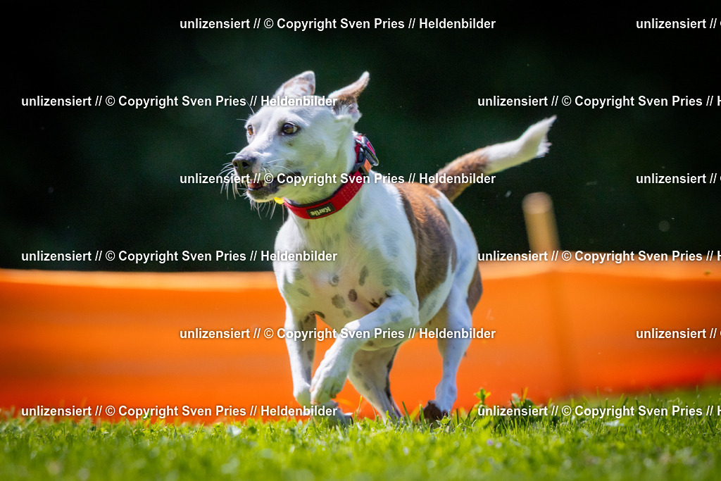 Sven Pries | 2025-08-10 - Hunderennen Durlach - Realisiert mit Pictrs.com