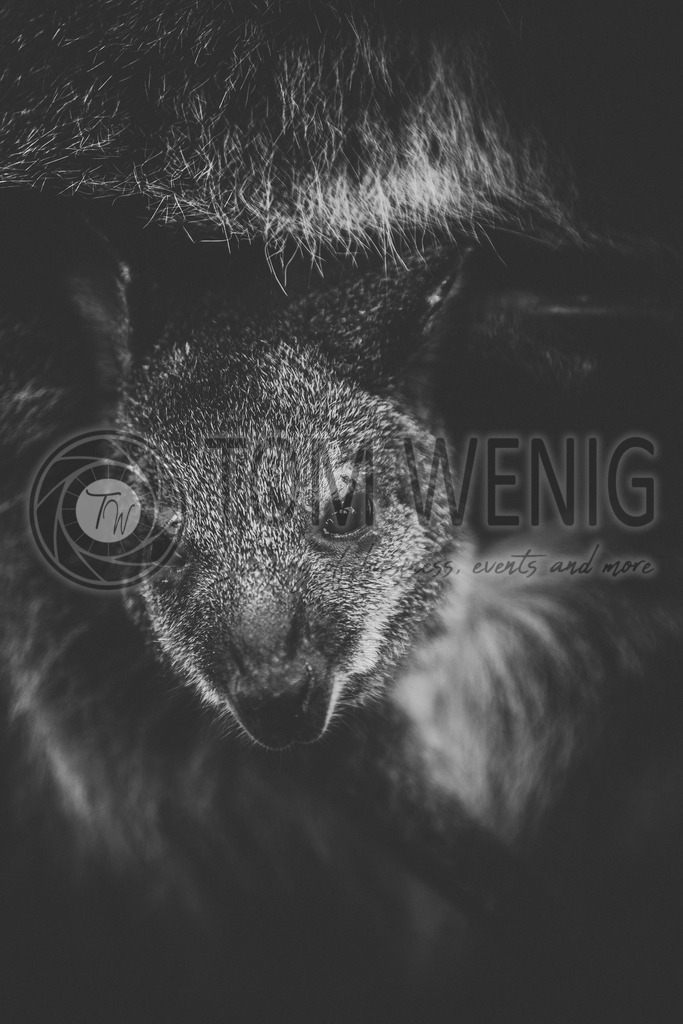 IMG_4266 | Fotos:
Tom Wenig
https://www.tomwenig.de - Realisiert mit Pictrs.com