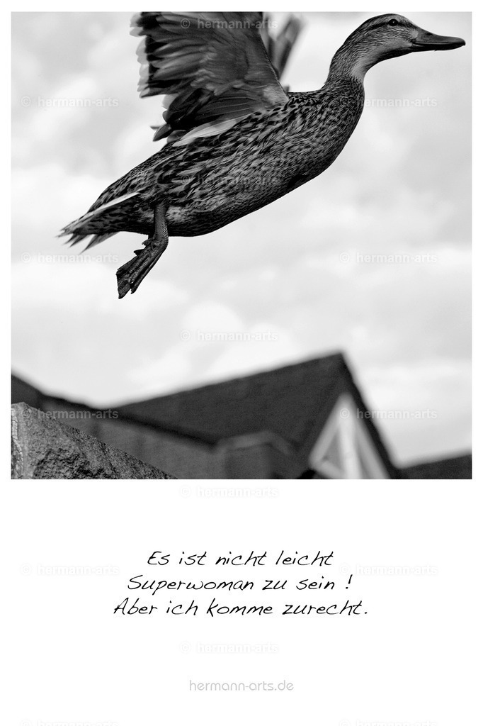 PK_Zitate_10x15_BW-112 | Photo Foto Kunst Art schwarzweiss Bilder Rheine Münster Berlin Blumen 