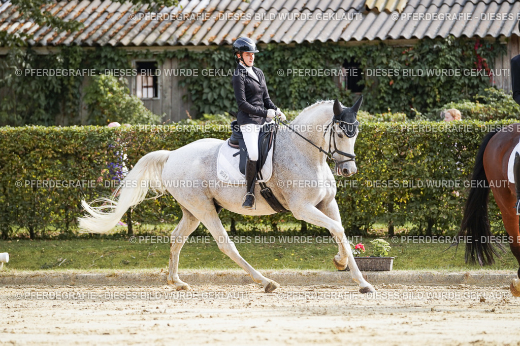 DSC04371 | Pferdegrafie