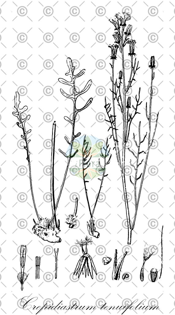 HistAbb_wfo-0000364031_1_ENZY_Simple | Historische Abbildung von Crepidiastrum tenuifolium - Asteraceae | Historical Illustration of Crepidiastrum tenuifolium - Asteraceae