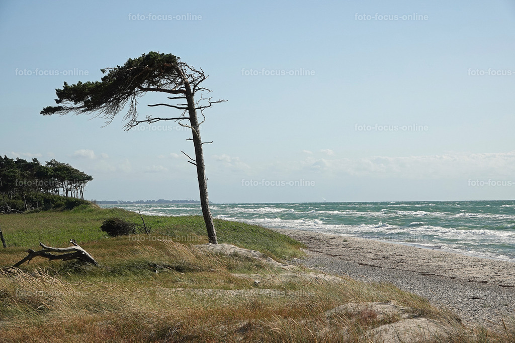 Windswept tree | wind escaper tree in sunny weather
