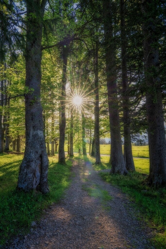 Sonnenstern in Baumallee | Richtiger Winkel zur rechten Zeit - Realisiert mit Pictrs.com